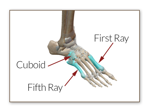 Illustration of Cuboid, First Ray, and Fifth Ray of the foot